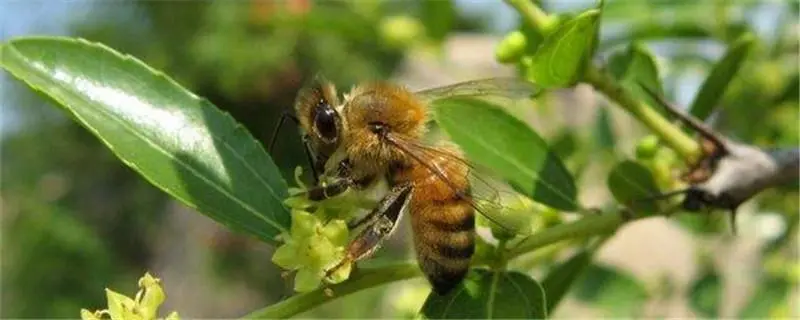 蜜蜂的飞行能力，蜜蜂飞行高度有多高