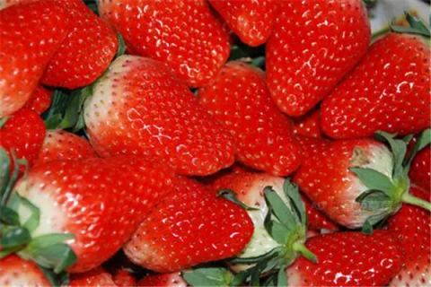 真空草莓放在冷藏可以放几天，保鲜期有多长