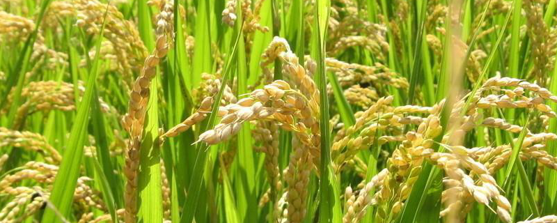 荃优雅占水稻品种简介，秧田播种量每亩10千克