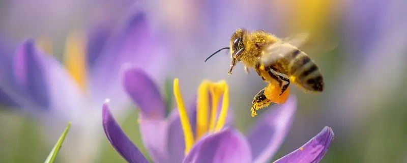 蜜蜂翅膀的作用神奇功能