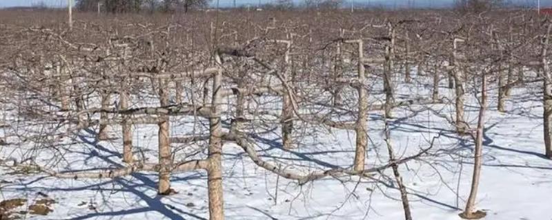 苹果树冻害的原因，气温土壤骤降会导致冻害
