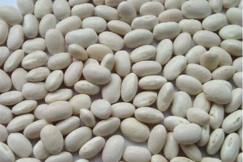宽扁芸豆种植技术，如何提高产量和品质