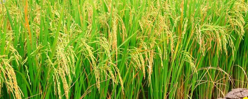 徽两优1133水稻种简介，籼型两系杂交水稻品种