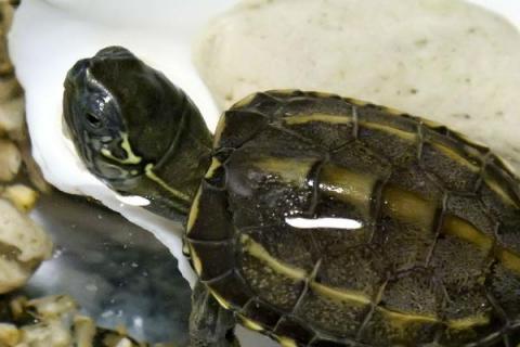 草龟用什么水养，大多数的淡水都可以养殖