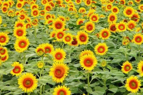 向日葵的种植，如何让您的花园充满阳光