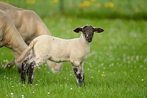 山羊与绵羊的区别，饲养技巧全解析