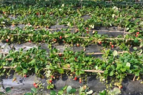 草莓结的果很小长不大的原因，可能是施肥不当或者浇水不当等导致的