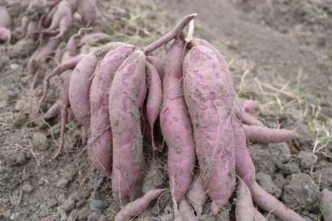 紫薯种植技术，