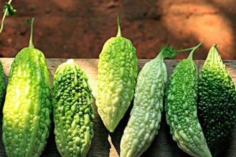 苦瓜是一种喜温的植物，对温度的要求比较高