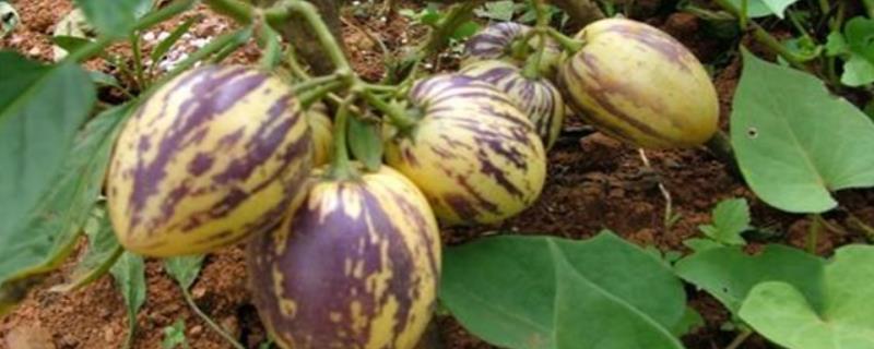 香瓜茄的种植方法，可以采取盆播或穴盘育苗