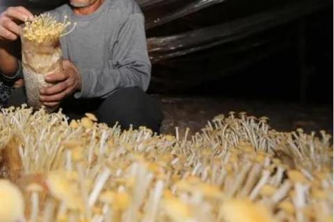 种金针菇用什么土比较好，需选用适合的培养料进行科学配置