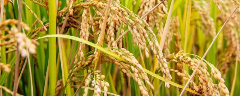川康优粤农丝苗水稻种子特征特性，尤其注意防治稻瘟病
