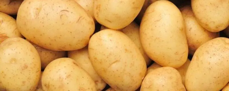 马铃薯的需肥特性，对肥料的反应敏感