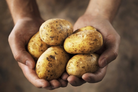 马铃薯的需肥特性，对肥料的反应敏感