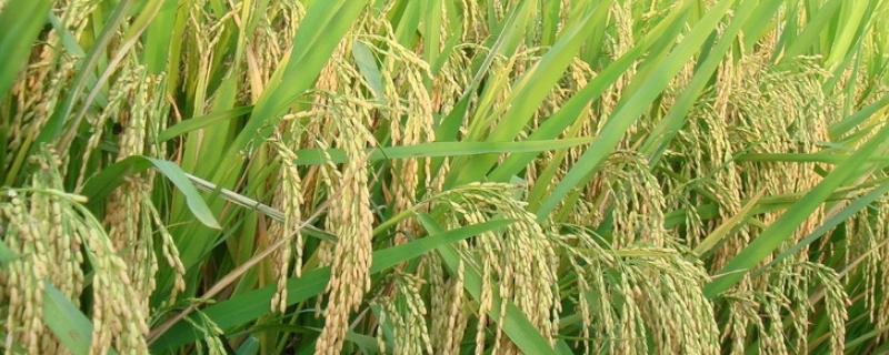 荃优071水稻种子特点，每亩有效穗数16.7万穗