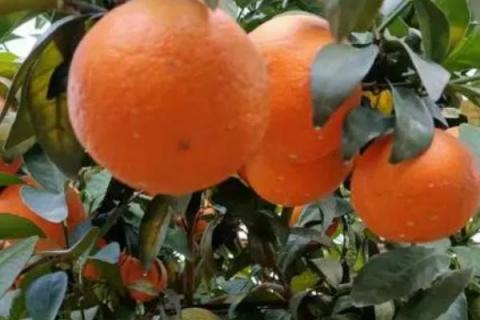 广西橘子的品种，常见的有沃柑、夏橙、砂糖橘等