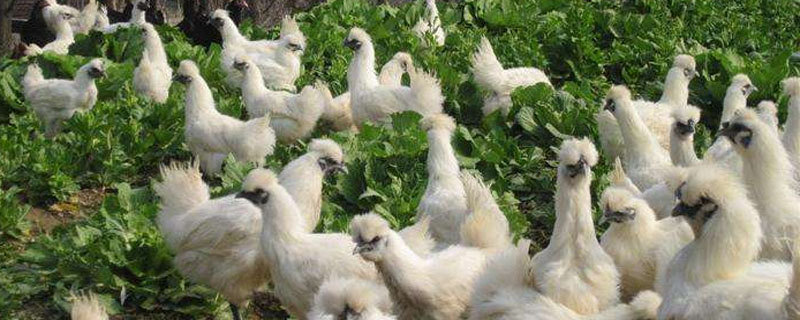 乌鸡的养殖技术，最好在春末和夏秋季节进行雏鸡的培育