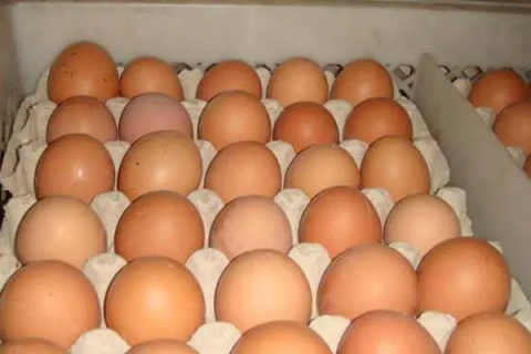 卖鸡蛋摊最好是哪里，东莞市哪里卖鸡蛋最好