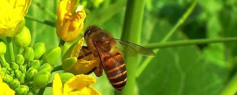 蜜蜂采蜜后，身体发出的声音有什么变化