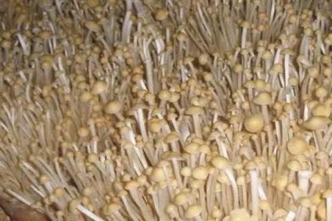 种金针菇用什么土比较好，需选用适合的培养料进行科学配置