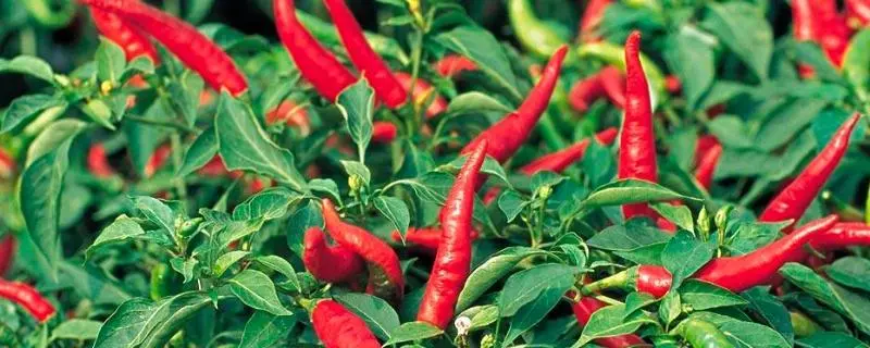 甜辣椒的种植方法，和种植技术