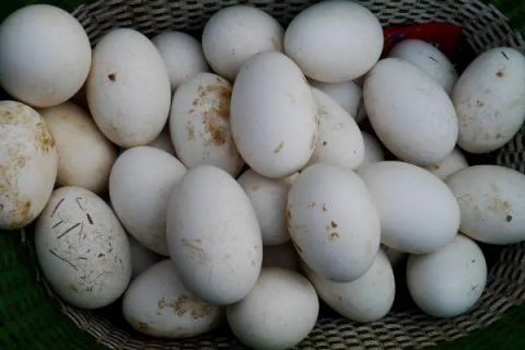 鹅蛋黄煮熟有黑色斑点，是什么原因引起的
