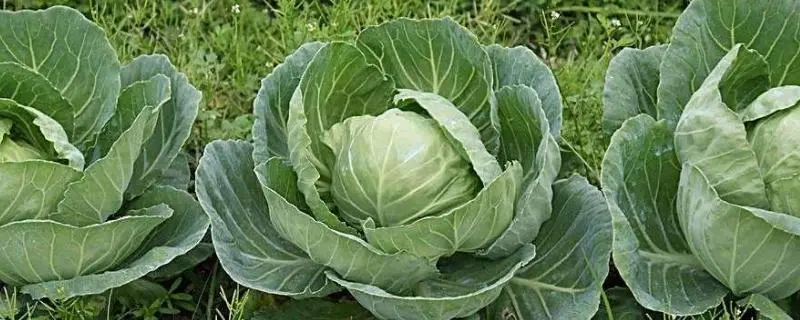 卷心菜种植时间和方法，在家中成功种植健康的卷心菜