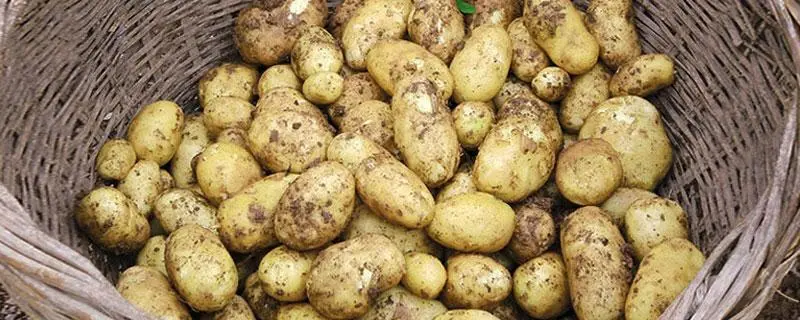 土豆种植技巧，丰收时间