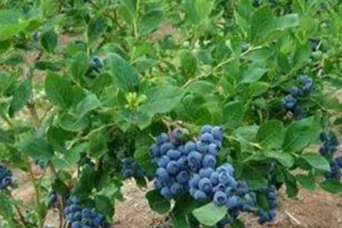 蓝莓从开花到成熟需要多久，一般在花后70-90天左右成熟