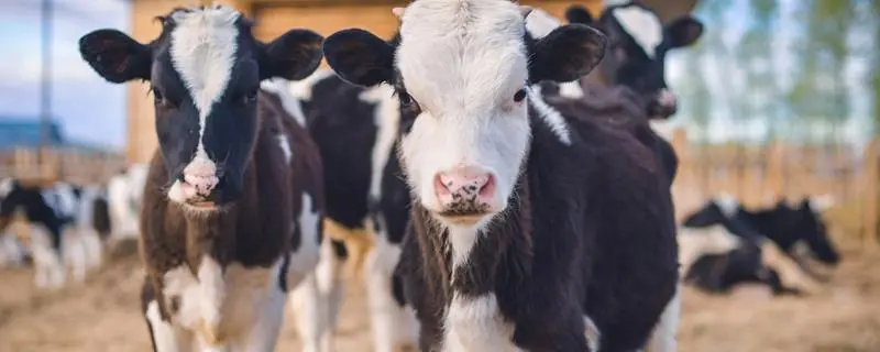 奶牛冬季防冻害处理措施，如何让奶牛健康过冬