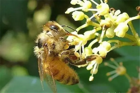 详解蜜蜂采蜜、制蜜过程