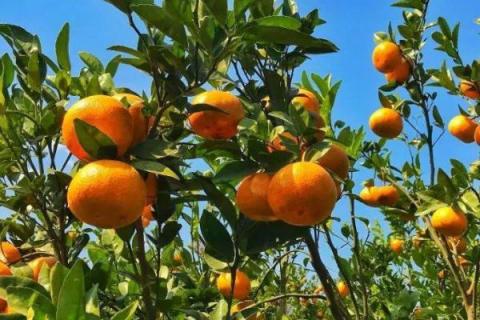 橘子常见品种，常见的有砂糖桔、蜜桔、沃柑等
