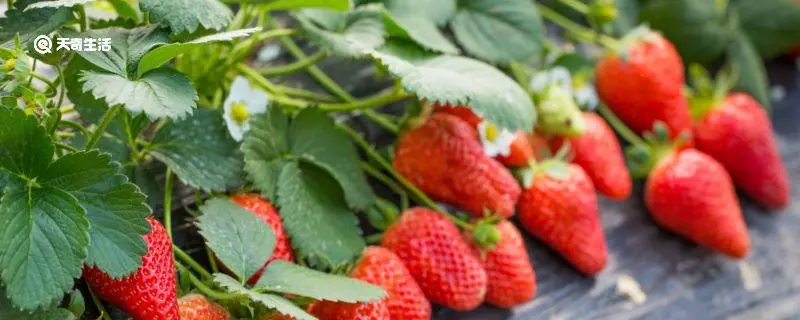 草莓不熟怎么催熟，几种简单方法
