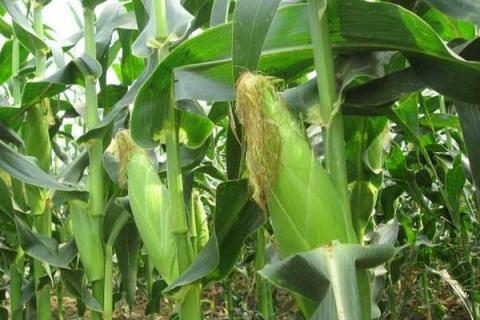 延科318玉米品种简介，注意防治病虫害
