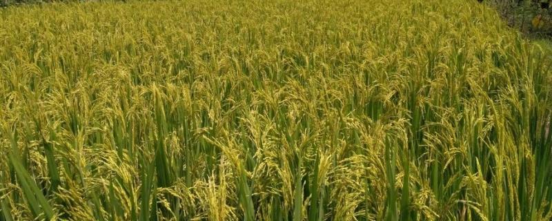 武运367水稻种子特点，中抗稻曲病（病穗率5.0%）