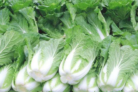大白菜什么时候种植最好，专家给出种植时间建议