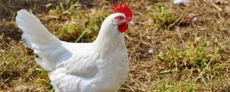 肉鸡的喂料方式，如何喂养肉鸡提高养殖效益