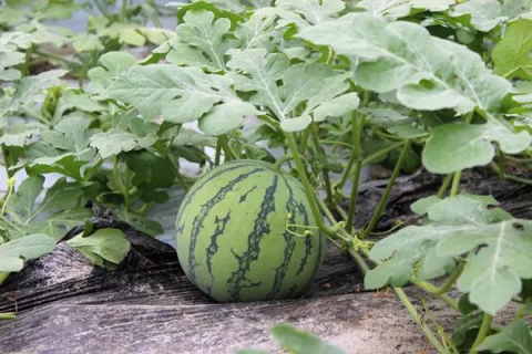 西瓜和甜瓜套种植，怎样提高收成