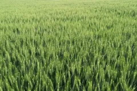 唐麦76小麦种子特点，注意防治病虫害
