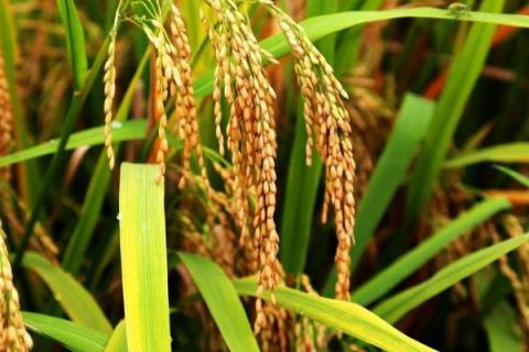 户昌1号（试验名称：户昌1号）水稻种子特点，高抗白叶枯病