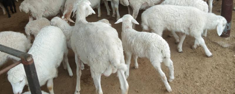 羊的繁殖期在几月，绵羊的繁殖期主要集中在8-10月