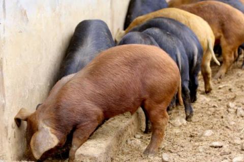 特种野猪养殖技术，采用引进纯种野山猪进行定向培育