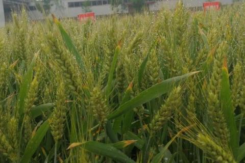 西农518小麦种简介，注意防治病虫害