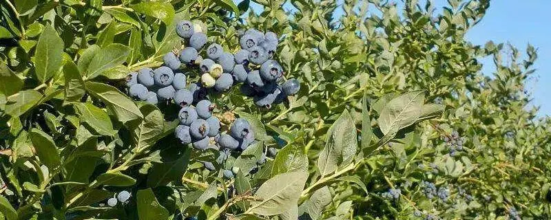 蓝莓树扦插时间与方法，应该在什么时候扦插