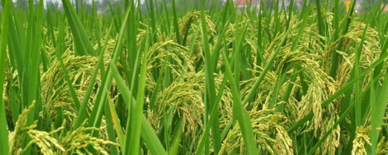 连粳18号水稻种简介，基本苗每亩6万~8万