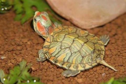 巴西红耳龟的寿命，其寿命与养殖环境和方式有关