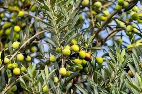 油橄榄的生长习性，适合生长在日平均气温18-24℃的区域