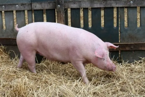 母猪饲养管理技术，提高生产效率和健康
