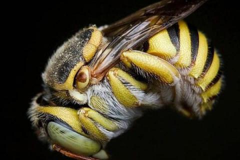 雄蜂是不是蜂王产卵发育的，多是蜂王的后代少数是工蜂繁殖的
