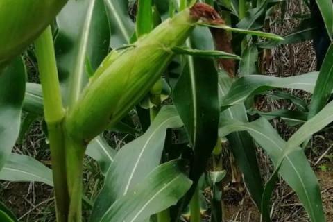 渭玉911玉米种子特征特性，注意防治病虫害